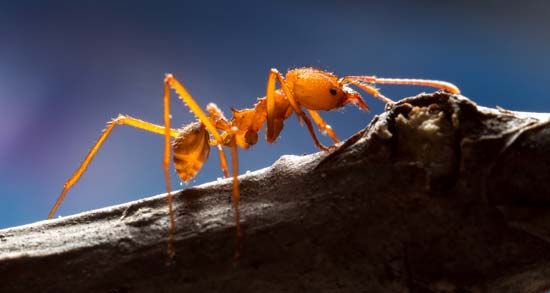 Atta cephalotes