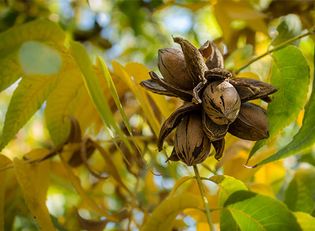 pecans