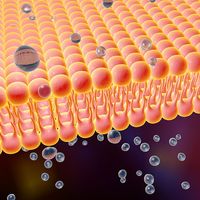 Cell transport - illustration of a diffusion of liquid molecules through cell membrane. Phospholibid bilayer