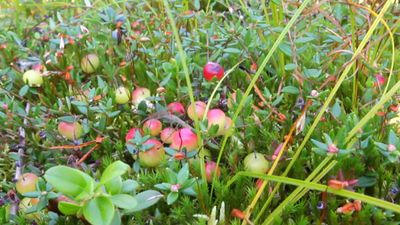 Follow cranberry farmers as they perform controlled flooding to harvest their crops