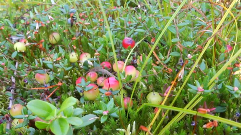 Follow cranberry farmers as they perform controlled flooding to harvest their crops