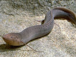 African lungfish