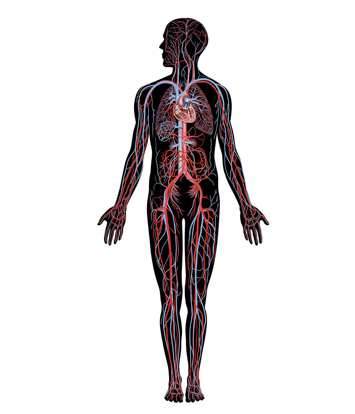 human body systems interactive