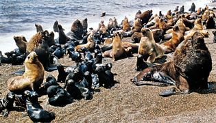 Southern sea lions (Otaria byronia).