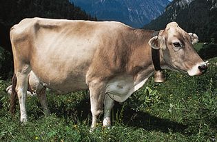 Brown Swiss cow