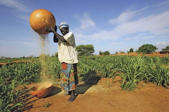 A woman in Nigeria pouring grains of millet into a bowl in the village of Sadongori Kolita, near Maradi. Low rainfall and locusts caused a food crisis during the summer of 2005.