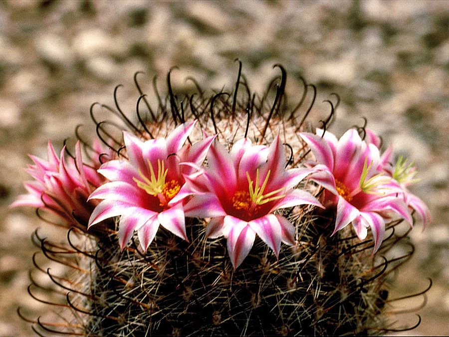 fishhook cactus