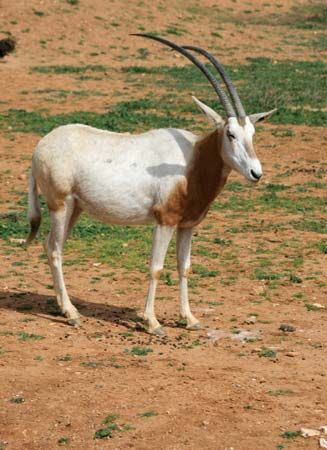 scimitar-horned oryx