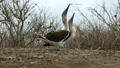 The unique evolution of species in the Galapagos Islands