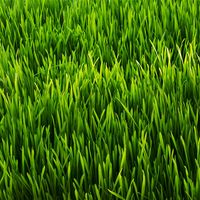 Close up of green grass