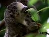 Learn how ecotourism at the Monteverde Cloud Forest Biological Reserve in Costa Rica helps conservation and the lives of the residents