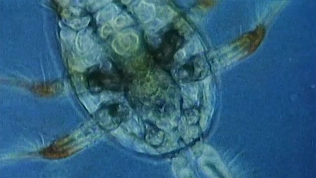 Observe permanent plankton, including transparent larvaceans, ciliate protozoans, and other zooplankton