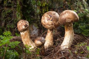 matsutake mushrooms