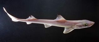 sand shark