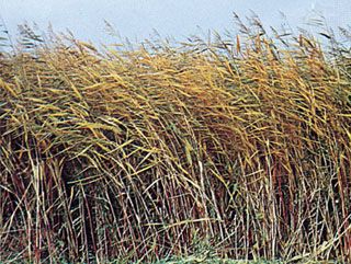 Common reed (Phragmites australis)