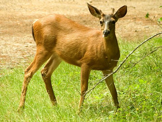 male mule deer