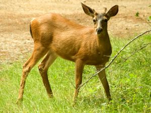 male mule deer