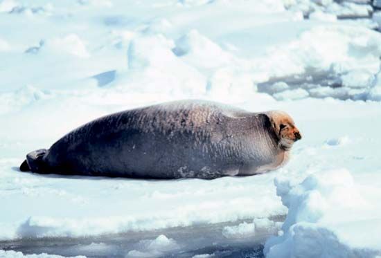 bearded seal