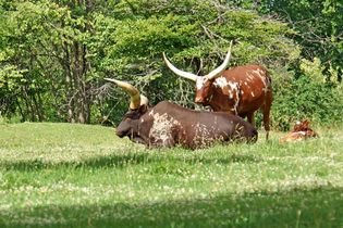 Ankole-Watusi cattle