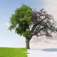 Scenic landscape of apple tree on field with seasons changing from Summer to Winter, solstice