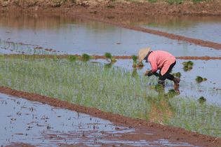 rice planting