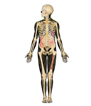 human body systems interactive