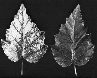 Figure 10: Air pollution injury to vegetation.