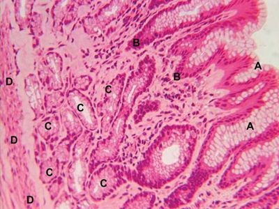 Epithelial mucous surface cells (A) extend into the gastric pits (B) of the mucosal lining in the lumen of the stomach (C, gastric glands; D, muscularis mucosa of the stomach).