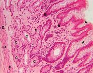 Epithelial mucous surface cells (A) extend into the gastric pits (B) of the mucosal lining in the lumen of the stomach (C, gastric glands; D, muscularis mucosa of the stomach).