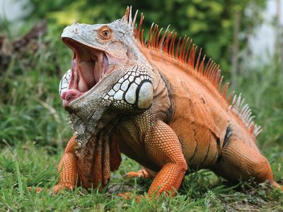 common iguana