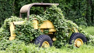 See the disruption wrought by the kudzu vine, which was introduced to the southeastern United States