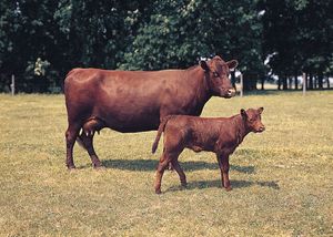 Red Poll cows