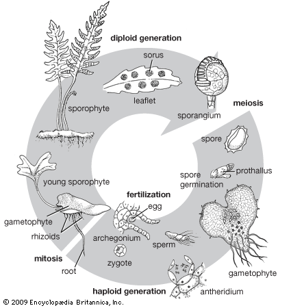 fern life cycle