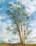 European white birch