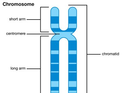 chromosome