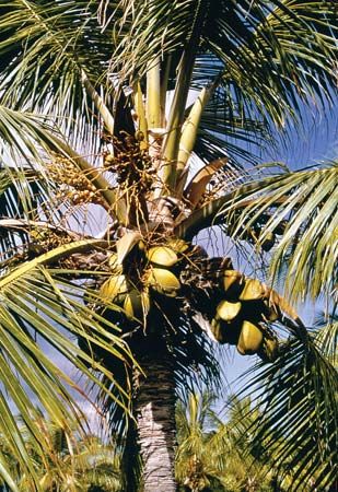 Coconut palm (Cocos nucifera)