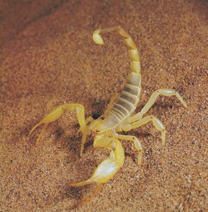 scorpion