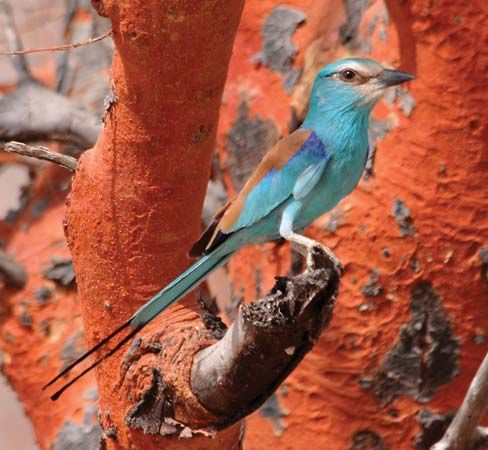 European roller