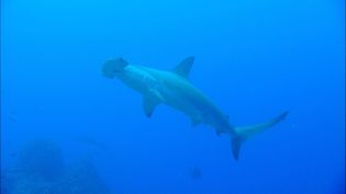 Diving into the biodiversity of Malpelo Island's underwater world