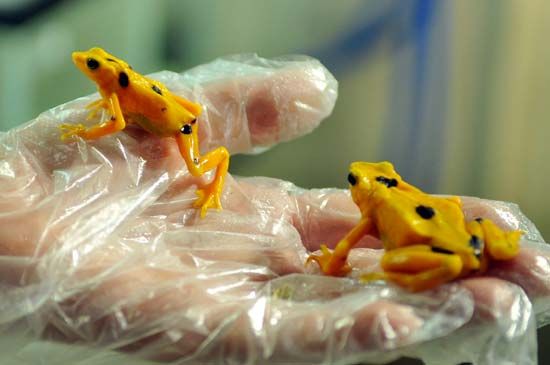 Panamanian golden frog