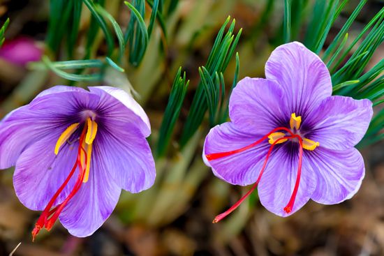 autumn crocus