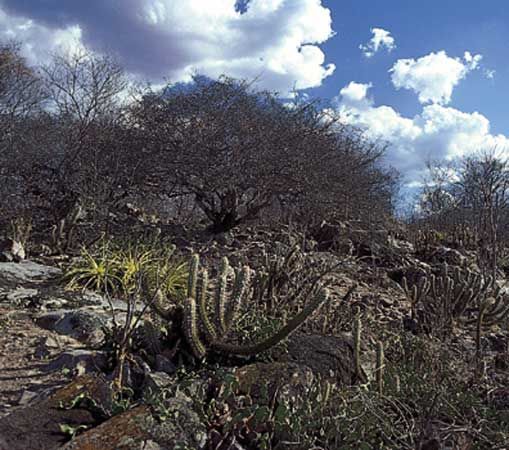 Brazil: caatinga vegetation