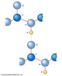 peptide bond