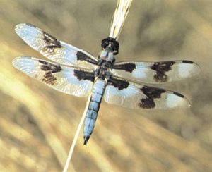 Dragonfly (Libellula forensis).