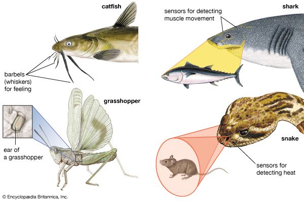 animal: sensory structures