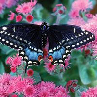 black admiral moth