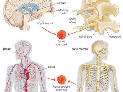 neural and hematopoietic stem cells