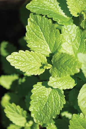 lemon balm