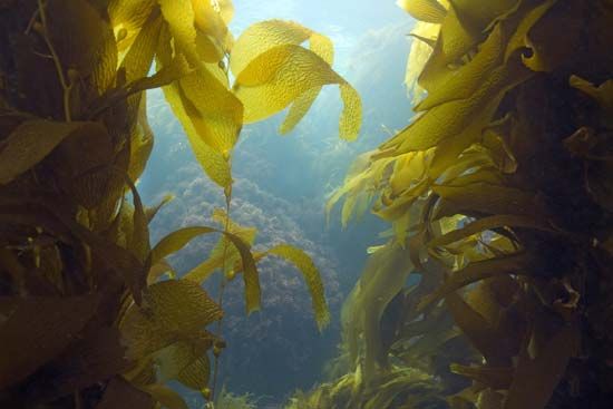 giant kelp