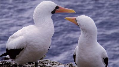 Exploring the biodiversity of Malpelo Island